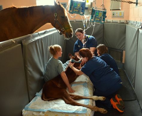 Vet Pictures, Vet School Motivation, Vet Tech School, Equine Veterinarian, Equine Veterinary, Large Animal Vet, Veterinary School, Animal Doctor, My Future Job