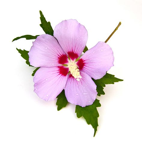 Rose Of Sharon Bush, The Rose Of Sharon, Hibiscus Syriacus, Flower Tattoo Arm, Kawaii Tattoo, Flower Tattoo Sleeve, Image Nature, Pale Purple, Rose Of Sharon