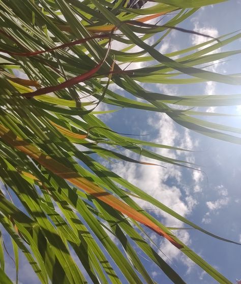 Lemon Grass Aesthetic, Lemongrass Aesthetic, Lemon Grass Plant, Mundane Beauty, Grass Aesthetic, Lemongrass Plant, Plant Aesthetic, Design Posters, Summer Blue