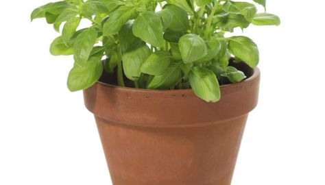 Cinnamon basil growing tips Types Of Basil, Cinnamon Basil, Harvesting Basil, Best Herbs To Grow, Growing Herbs Indoors, Growing Basil, Basil Seeds, Basil Plant, Plant Seedlings