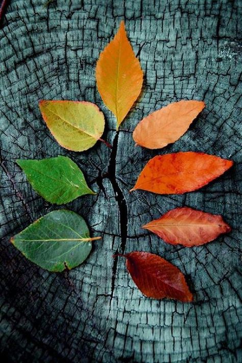 leaf love Colored Leaves, Fabulous Fall, Autumn Beauty, Jolie Photo, Land Art, Autumn Photography, Autumn Inspiration, Leave In, Belle Photo