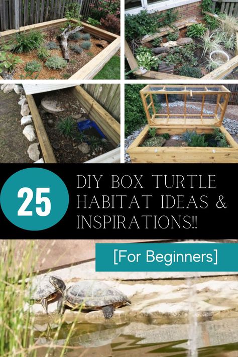 Unlock your creativity with DIY Turtle Habitat ideas! 🐢💡 Whether you're a beginner or a seasoned DIY enthusiast, get inspired to create a unique and comfortable habitat for your pet turtle. Discover creative ideas and find inspiration to design a space that mimics their natural environment. From tank decorations to basking spots, unleash your imagination and give your turtle a home they'll love. Dive into the world of DIY Turtle Habitats and make your pet's living space truly special. Diy Outdoor Turtle Enclosure, Herman Tortoise Habitat, Turtle Backyard Habitat, Turtle Tub Setup, Turtle Table Tortoise Habitat, Spotted Turtle Tank, Desert Turtle Habitat Ideas, Turtle Garden Ideas, Wood Turtle Habitat