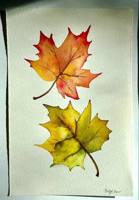 Maple leaves turning fall colors. Watercolor painting Watercolor Pumpkins Autumn Fall Leaves, Fall Themed Watercolor Paintings, Maple Tree Watercolor, Fall Watercolor Inspiration, Watercolour Fall Leaves, Fall Painting Watercolor, Fall Leaves Watercolor Paintings, Autumn Leaf Watercolor, Watercolor Leaves Painting