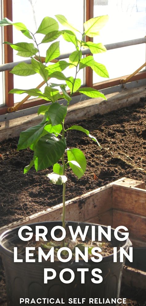 Always dreamed of having your own fruit-bearing tree? Why not start with a lemon tree? Growing lemons in pots is easier than you think! Our blog post guides you through this amazing process, from seed germination to potting, and provides the know-how for ongoing care. Begin your home gardening project today and soon you'll be enjoying fresh, homegrown lemons straight from your own indoor lemon tree. How To Grow A Lemon Tree In A Pot, Lemon Tree Potted Care, Planting Lemon Seeds, Growing Lemons, Lemon Tree Potted, Citrus Tree Indoor, Indoor Lemon Tree, Lemon Tree From Seed, Growing Lemon Trees