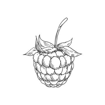 Blackberry Drawing, Raspberry Drawing, Garden Dessert, Plant Diet, Fruit Sketch, Desserts Drawing, Natural Farming, Fruits Drawing, Line Art Tattoos