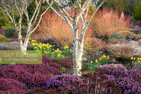 The Winter Garden in March with Betula apoiensis 'Mount Apoi', Cornus sanguinea 'Midwinter Fire', Erica carnea 'Myretoun Ruby' and Erica x darleyensis 'Kramer's Rote' - The Bressingham Gardens, Norfolk Cornus Sanguinea, Fall Blooming Flowers, Ornamental Grass Landscape, Acreage Landscaping, Japanese Garden Landscape, Grass Garden, Natural Fence, Grasses Landscaping, Grasses Garden