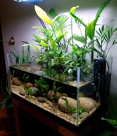 Aquarium With Plants, Tanaman Air, Taman Air, Amazing Aquariums, Fish Tank Terrarium, Cool Fish Tanks, Aquascape Design, Fish Tank Design, Indoor Water Garden