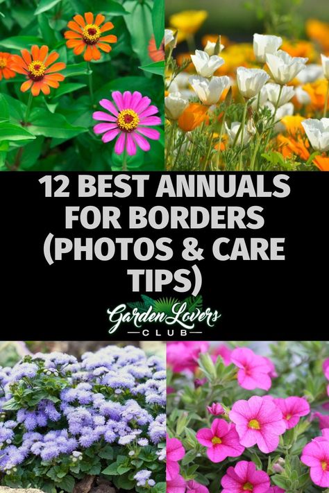 Do you want to create a “frame” for your garden? If so, you need the perfect bordering plants. Colorful annuals are a great option, but which ones are best? If you are wondering the same thing, keep reading. Here you can learn all about the 12 best annuals for borders. Annual Landscape Ideas, Annual Beds Design, Plants For Borders Flower Beds, Annual Borders Flower Beds, Annual Flower Bed Ideas, Bedding Plants Border, Bordering Plants, Landscaping Ideas Along Fence, Flowers For Borders