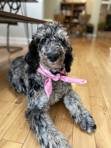 Meet this sweet 4 month old puppy!! Standard poodle Merle Poodle Standard, Merle Poodle, Poodle Haircut, Poddle, Poodle Cuts, Standard Poodles, Blue Merle, Poodle Puppy, Standard Poodle