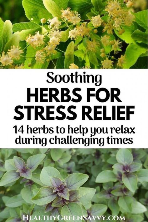 Calming Herbs, Survival Preparedness, Medicinal Garden, Healing Remedies, Healing Foods, Adaptogenic Herbs, Health Hacks, Plant Therapy, Garden Kits