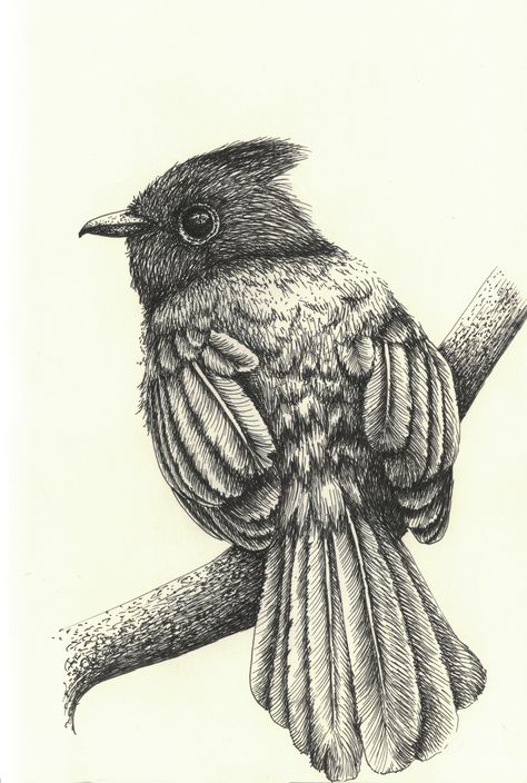 A little bird. #jhonyleart #bird #inkdrawing #graphicart #drawing #monochromeart #nature #animals Bird In Hand Drawing, Bird Pen Drawing, Bird Sketches, Graphic Drawings, Animal Sketch, Bird Sketch, Bird Drawing, Monochrome Art, Cross Hatching