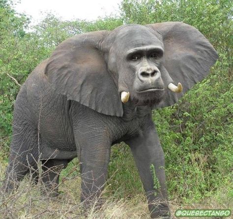 Gorilla elephant 귀여운 말장난, Animal Mashups, Photoshopped Animals, Pic Funny, Hybrid Animals, Animated Pictures, Anime Pic, Fake Animals, Animal Print Wallpaper