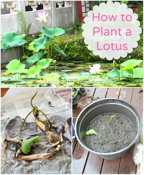 Water Garden Plants, Container Water Gardens, Taman Air, Lotus Garden, Backyard Garden Diy, Indoor Water Garden, Lotus Plant, Pond Plants, Hay Bales