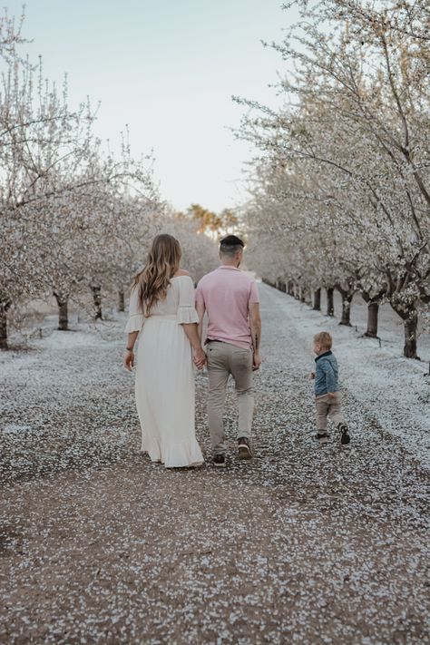 Family Photos Blossom Trees, Apple Blossom Photo Shoot, Almond Orchard Photoshoot, Orchard Photography, Almond Orchard, Almond Blossoms, Family Photo Ideas, Apple Blossoms, Almond Blossom