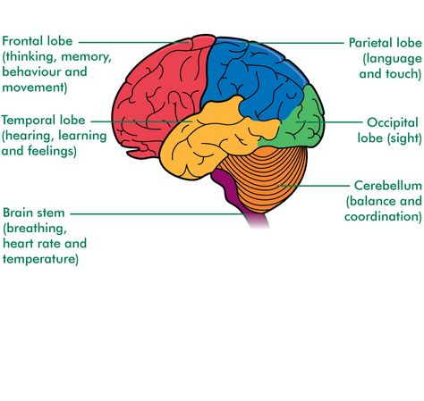 Brain Labelled Diagram, Diagram Of The Brain, Brain Outline, Self Introduction Speech, Human Brain Diagram, Lobes Of The Brain, Butcher Diagram, Brain Diagram, Speech Outline