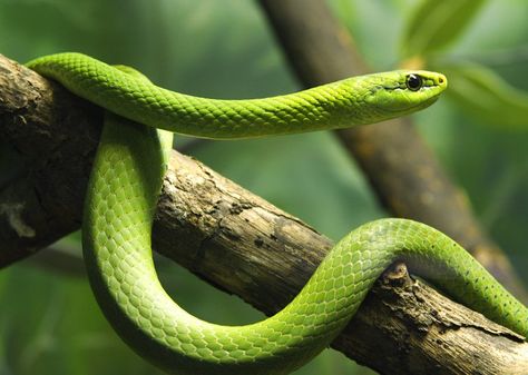 A woman woke up in her Memphis hotel room to find a snake on her arm – WREG.com Snake Repellant, Memphis Hotels, Snakes For Sale, Mamba Snake, Rat Snake, Pit Viper, Green Snake, Best Places To Live, Black Mamba