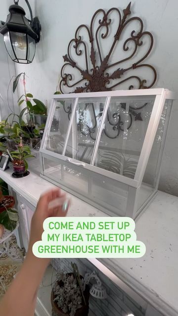 Rachel- Houseplants and Home Decor on Instagram: "I’ve been thinking about getting one of the IKEA Greenhouse Cabinets, but thought I’d try out this small one first. It’s the Akerbar greenhouse and I got one in white and a slightly larger one in black. I started off simple and may add some weather stripping and a small fan in the future if the humidity doesn’t hold. What do you think? I’d love any tips if you have this cabinet. . . . . . . . . . . . . . #ikeahacks #ikeagreenhousecabinet #plantm Ikea Terrarium Hack, Ikea Greenhouse Cabinet Fabrikor, Indoor Herb Greenhouse, Tabletop Greenhouse Decor, Indoor Greenhouse Cabinet Ikea, Diy Small Indoor Greenhouse, Greenhouse Interiors Small, Stained Glass Ikea Greenhouse, Mini Greenhouse Decor