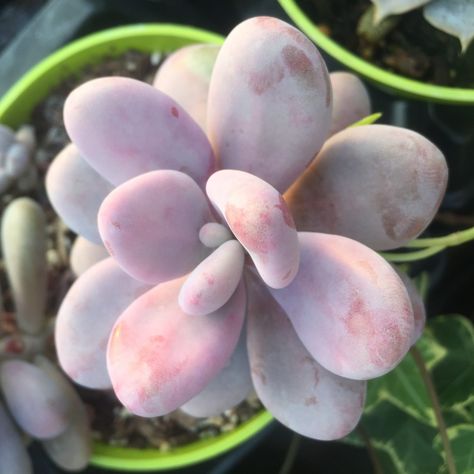 Pachyphytum oviferum (Pink Moonstone) succulent Pink Moonstone Succulent, Moonstone Succulent, Succulent Names, Garden Succulents, Holiday Cactus, Pink Moonstone, Types Of Succulents, Succulents Decor, Succulent Gardening