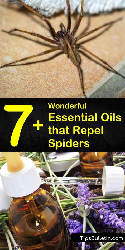 There are several different essential oils you can use to make homemade spider repellant spray. These same oils can also be used to deter many other pests, as well as make your home smell nice. #repelspiders #essentialoils #getridofspiders Essential Oils Spider Spray, Spider Deterrent Essential Oils, Homemade Spider Repellent, Spider Repellent Diy Essential Oils, Spiders Repellent Diy, Peppermint Oil For Spiders, Spider Repellant, Natural Spider Repellant, Spider Repellent