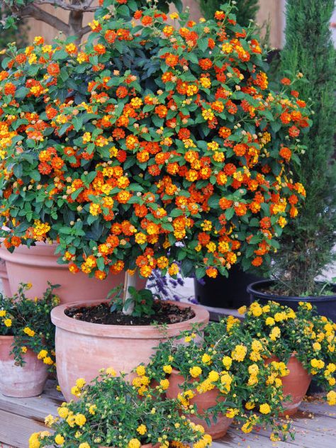 Best Flowers for Balcony Garden Lantana Plant, Lantana Camara, نباتات منزلية, Balcony Flowers, Colorful Plants, House Plants Indoor, Balcony Garden, Garden And Yard, Indoor Garden