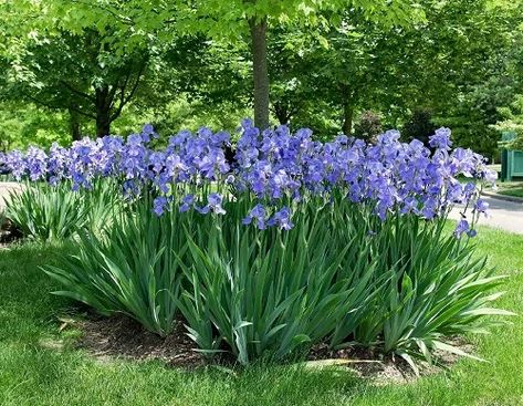 Iris Flowers Garden, Boxwood Landscaping, Modern Gardening, Purple Iris Flowers, Front Yard Flowers, List Of Flowers, Gardening Hacks, Easy Landscaping, Iris Garden