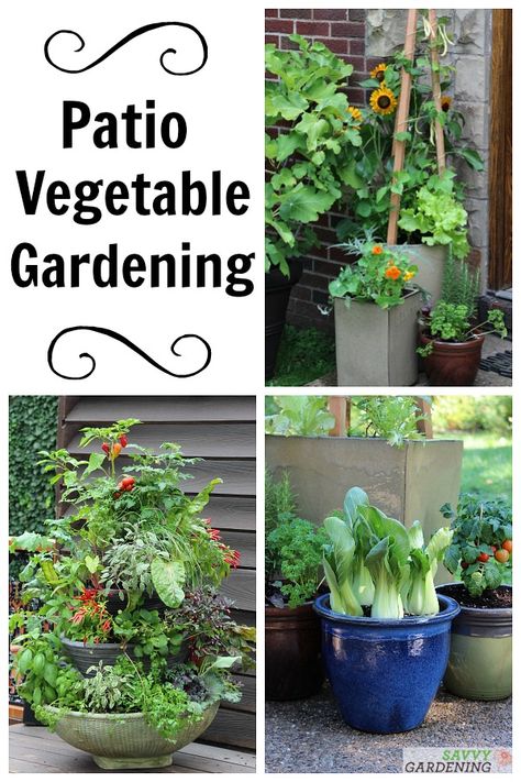 Patio Vegetable Garden Setup and Tips to Get Growing Patio Garden Vegetable, Zen Vegetable Garden, Patio Veggie Garden Ideas, Deck Garden Ideas Vegetables, Condo Garden Ideas, Deck Garden Ideas, Small Space Vegetable Garden, Small Vegetable Garden Design, Apartment Homestead