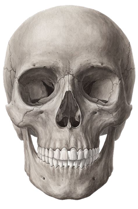 Ethmoid Bone, Bones Of The Head, Human Skull Anatomy, Sphenoid Bone, Crowded Place, Maxillofacial Surgery, Science Tattoo, Facial Bones, Skull Anatomy