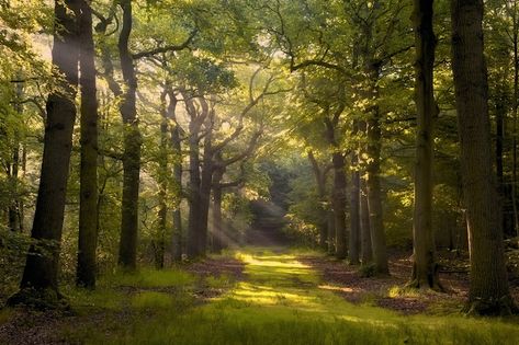 As the sun's rays pour through brightly colored trees, the forest turns into a magical place. Only nature could create scenes as beautiful as this... It's Soothing Nature, Reflection Photos, Rays Of Light, Lost In The Woods, Fantasy Forest, In Another Life, Walk In The Woods, Forest Landscape, Fantasy Artist