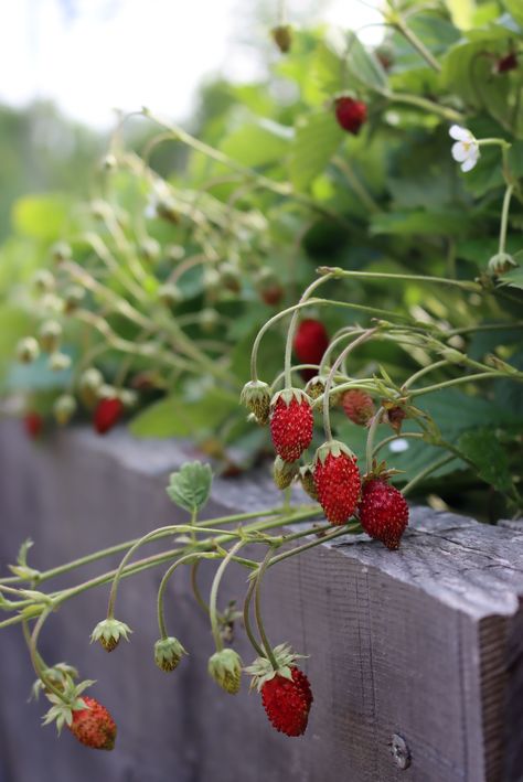 Strawberry Blonde Hair With Highlights, Blonde Hair Strawberry, Strawberry Blonde Balayage, Bread Strawberry, Alpine Strawberry, Strawberries Recipes, Salad Strawberry, Strawberry Blond, Alpine Strawberries