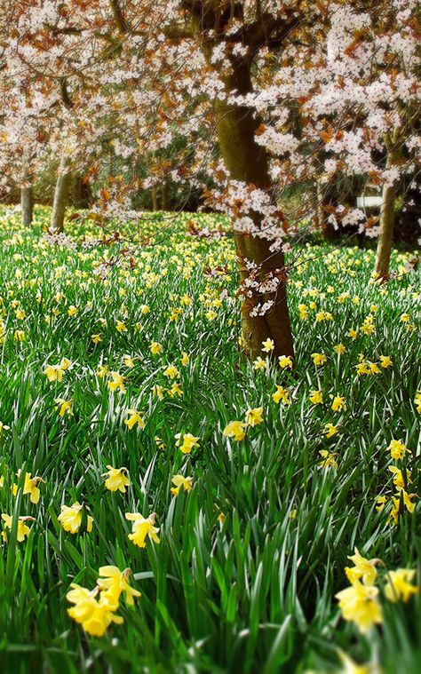 100 wild daffodil bulbs (Daffodil Lent-Lily Lobularis) spring-flowering March–April  #uk #daffodils #bulbs #garden Uk Wildflowers, Wild Daffodils, Planet Crafts, Plants Uk, Daffodil Bulbs, Tree Line, Just Relax, Daffodils, Spring Flowers