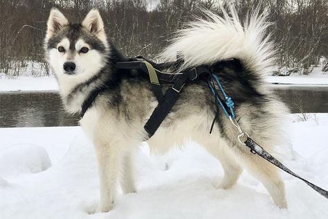 Klee Kai Dog, Alaskan Klee Kai Puppy, Alaskan Dog, Husky Breeds, Alaskan Klee Kai, Rare Dogs, Rare Dog Breeds, Akc Breeds, Alaskan Husky