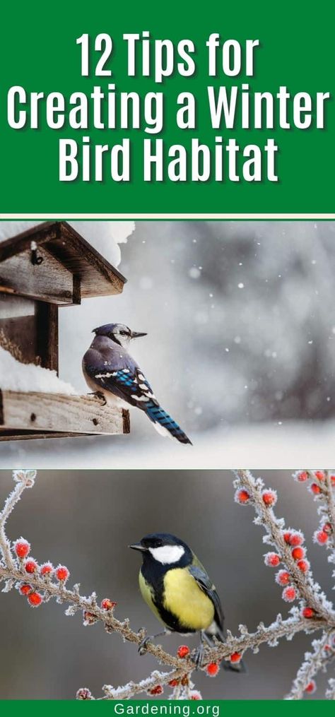 Winter Shelter For Birds, Bird Shelters For Winter, Wild Birds Backyards, Bird Feeding Stations, Feeding Birds In Winter, Winter Bird Feeders, Bird Habitat, Birdseed Ornaments, Birds In Winter