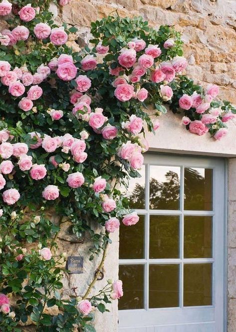 10 Best Climbing Roses White Climbing Roses, Climbing Flowers, Austin Rose, David Austin Roses, English Rose, Doors And Windows, Climbing Roses, Deco Floral, Rose Cottage