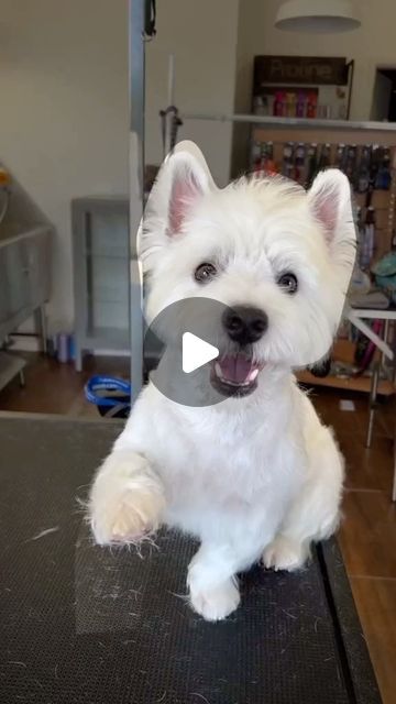 🐾 Westie ❤ on Instagram: "5 secrets to the cutest Westie puppy haircut! 🐶✂️✨ 
.
.📸 Source : Tiktok: sami_westievibes
All credit are reserved for their respective Owners
.
Pls DM for Credit or Remove.
.----------------
.
.
#irishterrier#terriermix#dogmodel#ilovemydogs#bedlingtonterrier#modeldog#westiemania#westietude#whwt" Westie Haircut, Funny Westies, Westies Dogs, Puppy Haircut, Morkie Puppies, Westie Puppies, Dog Haircuts, Irish Terrier, Westie Dogs