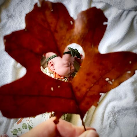 #babygirl #babyphotography #babyphotoshootideas #fallphotoshoot #babyhalloweencostumes #babyhalloweenphotos # #halloween #cutebaby #fallbabyphoto #babyphotoshootideas #fallleaves Halloween Pumpkin Baby Photoshoot, Infant Fall Photoshoot At Home, Pumpkin And Baby Photos, 4 Month Old Baby Photoshoot Fall, Fall Baby Milk Bath Photography, Fall Photoshoot With Newborn, Fall Photo Shoot Ideas For Babies, Fall Photoshoot Babygirl, Fall Baby Shoot Ideas