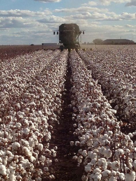 Picking Cotton - Harvest - Farming Cotton Field Pictures, Cotton Picking, Cotton Spinning, Field Pictures, Lubbock Texas, Cotton Fields, Southern Life, Country Lifestyle, Cotton Farming