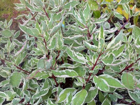 Cornus alba ''Elegantissima' Cornus Alba, Red Twig Dogwood, Twig Dogwood, Succession Planting, Planting Plan, How To Attract Birds, Unique Trees, Colorful Plants, Little Garden