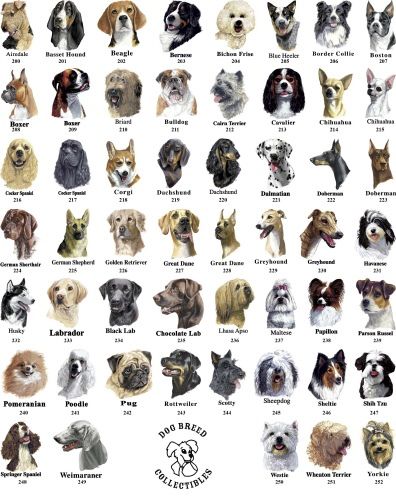 Small Cat Breeds, Aggressive Dog Breeds, Dog Breeds Chart, Cat Breeds Chart, Marshmallow Fudge, Most Beautiful Dog Breeds, Dog Breed Names, Beautiful Dog Breeds, Dog Breeds List