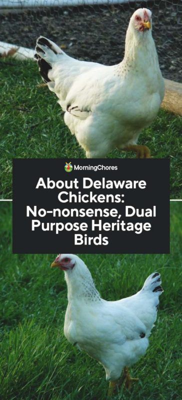 About Delaware Chickens: No-nonsense, Dual Purpose Heritage Birds Homesteading Chickens, Delaware Chickens, Homestead Livestock, Backyard Ducks, Meat Industry, Backyard Chicken Farming, Beautiful Chickens, Homesteading Skills, Farm Ideas