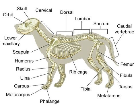 A Visual Guide to Understanding Dog Anatomy With Labeled Diagrams Vet Tech School, Veterinary Tech, Vet Tech Student, Vet Technician, Veterinary Studies, Veterinary Assistant, Vet Medicine, Dog Anatomy, Vet Assistant