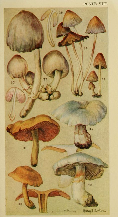 Types Of Mushrooms, Picture Collage Wall, Lukisan Cat Air, Scientific Illustration, Arte Sketchbook, Mushroom Art, Vintage Poster Art, Vintage Diy, Botanical Drawings