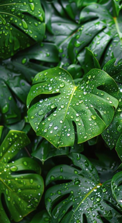 Lush Green Monstera Leaves Covered in Dew After Rain Monstera Plant Aesthetic, Green Leaves Aesthetic, Green Plants Aesthetic, Inktober 2024, Jungle Leaves, After Rain, Monstera Leaves, Tree Saw, Plant Aesthetic