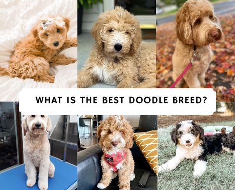 What is the Best Doodle Breed? Top 6 Picks! (2021) - We Love Doodles Doodles Dogs Breeds, Doodle Dogs Breeds, Doodle Breeds, Doodle Dog Breeds, Rich Dog, Maltipoo Dog, Doodle Dogs, Labradoodle Dogs, Bernedoodle Puppy