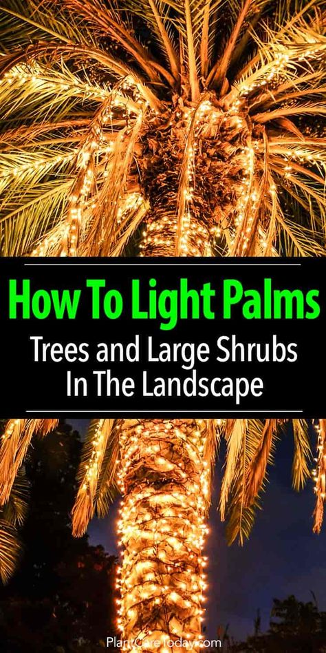 Lighting palms, trees, and shrubs can dramatically change the look of a home when landscape lights come to show the night garden in a new way [LEARN MORE] Modern Landscape Lighting, Palm Tree Lights, Palm Trees Landscaping, Christmas Palm Tree, The Night Garden, Landscape Lighting Design, Landscape Lights, Garden Shrubs, Backyard Lighting