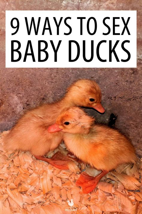 Ducks Coop, Farm Life Aesthetic, Rouen Duck, Duckling Care, Types Of Ducks, Duck Pens, Pekin Duck, Homestead Animals, Backyard Ducks