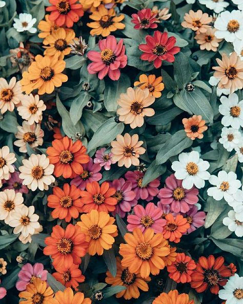 Image Via: Is It A Dream or Reality Mexico Photography, Flower Child, Summer Flowers, Love Flowers, Green Thumb, Pretty Flowers, Dahlia, Green Leaves, Flower Power