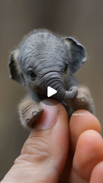 𝗟𝗶𝘁𝘁𝗹𝗲 𝗡𝗶𝗺𝗼 ✨ on Instagram: "Little Creature 🐘 ❤️🥰
 
Visit 🫠❤️🔗: www.LittleNimoAi.com
 
 ❤️📸: @little.nimo @nimo_ai_art 💫

#cuteanimals #cute #nimo_ai_art #digitalart #disney" Disney Cuties, Elephant Pictures, Exotic Animals, Baby Monkey, Cute Elephant, Small Animals, July 31