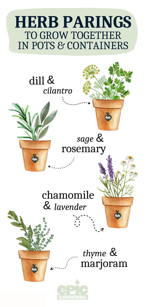 An infographic of different herbs that are paired together in pots Herb Inside Garden, Small Kitchen Herb Garden Ideas, Herb Jars Aesthetic, Herb Pot Garden, Herb Gardens In Pots, Kitchen Garden Ideas Outdoor, Herb Garden In A Pot, Potted Herbs Outdoor, Planting In Containers Outdoor