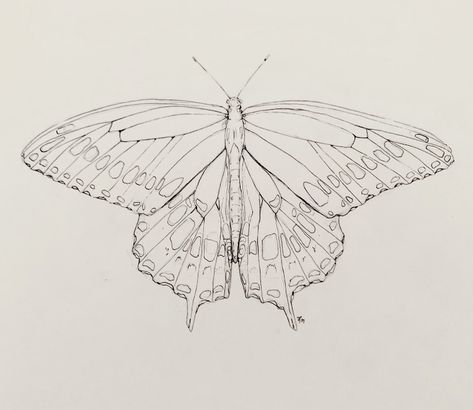 butterfly sketch layered with ink outlining Butterfly Sketch Realistic, Single Line Butterfly Drawing, Butterfly Reference Drawing, Buterfluffy Sketch, Butterfly Ink Drawing, Aesthetic Butterfly Sketch, Sketching Butterflies, Butterfly Drawing Aesthetic, Moth Sketch