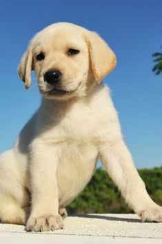 Purebred puppy labrador retriever six weeks old #labradorretriever Labrador Puppy Training, Golden Labrador Puppies, Cute Labrador Puppies, Yellow Labrador Puppy, Labrador Retriever Facts, Labrador Retriever Training, Ras Anjing, Golden Lab, Yellow Lab Puppies